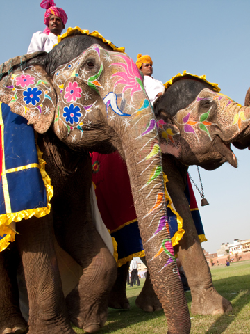 Indian_elephants_dreamstime_8637118.jpg